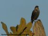 Filename=PsARONI_2.jpg
Filesize=261KiB
Dimensions=700x525
Date added=Oct 03, 2025 PsARONI_2.jpg