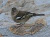 Filename=Spinos_thelukos_1.jpg
Filesize=307KiB
Dimensions=700x525
Date added=Nov 30, 2025 Spinos_thelukos_1.jpg